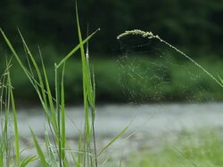 Some poa plants with spider web and herbs with spider web near a river Stock Footage