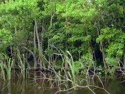 MS POV Shot of Louisiana Swamp Stock Footage