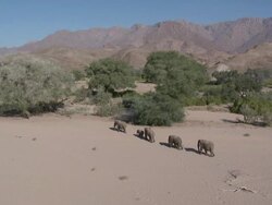 Desert Elephants (Loxodonta africana), pull out to reveal habitat, Ugab River Basin, Namibia: desert-dwelling population of African Bush Elephant though not distinct subspecies Stock Footage