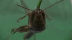 A locust attached to a rod flaps its wings rapidly. Stock Footage