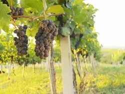 HD DOLLY: Vineyard Trellis With Muscat Grapes Stock Footage