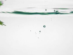 CU SLO MO Shot of tree frog jumping into water and swimming out / Studio, New Jersey, United States Stock Footage