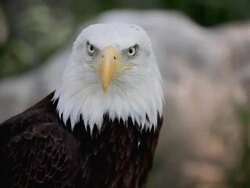 american bald eagle Stock Footage