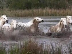 WS SLO MO View of camargue horse herd galloping through swamp / Saintes Marie de la Mer, Camargue, France Stock Footage