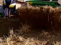  MS SLO MO TD Farmers harvesting Ginseng at plantation with cultivator / Geumsan, Chungcheongnamdo, South Korea Stock Footage