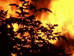 HD: Forest in the fire Stock Footage