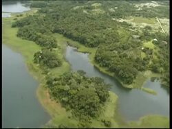 Rainforest and riverbank, aerial view, POV helicopter, Panama, Central America Stock Footage