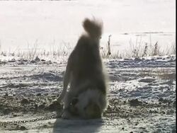 Husky dog (Canis lupus familiaris) on chain rolling, near Churchill, Manitoba, Canada Stock Footage