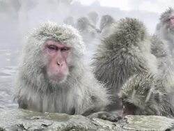 Japanese Macaques (Macaca fuscata) enjoy bath, Onsen of Jigokudani yaenkoen, Nagano Prefecture, Japan. One looks questioningly to camera. Stock Footage