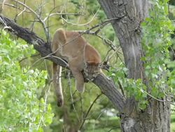 HD video Wild mountain lion in cottonwood Morrison Colorado Stock Footage