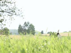 HD SUPER SLOW-MO: Dog Running With A Ball Stock Footage