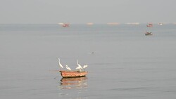 Egret on a timber ship at sea Stock Footage