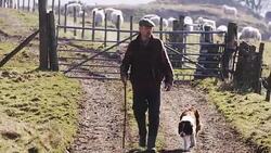 Farmer and His Dog Stock Footage