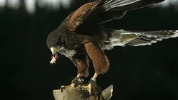 HD Super-Slow Mo: Harris Hawk Eating Its Prey Stock Footage