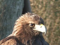 Eagle face Stock Footage