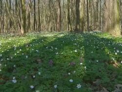 HD DOLLY: Spring Forest Stock Footage
