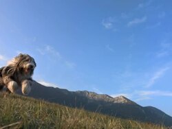 HD Super Slow-Mo: Purebred Bearded Collie Running On Grass Stock Footage