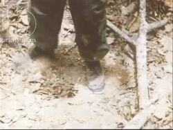 Australian troops in the jungle. Malaya, 1958 Stock Footage
