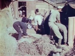 Threshing grain in Nagasaki Stock Footage