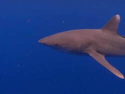 MS Oceanic whitetip shark / Hawaii, United States Stock Footage