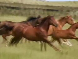 HD 1080i Wild Horses Stock Footage