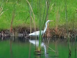 White Heron on the Shoreline Stock Footage
