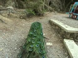 peacock Stock Footage