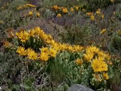 Tilt up from yellow flowers to sea breaking beyond, Namaqualand, South Africa Stock Footage