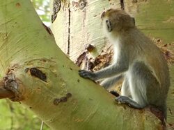 Monkey in a Tree Stock Footage