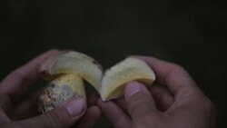 Mushroom turning blue Stock Footage