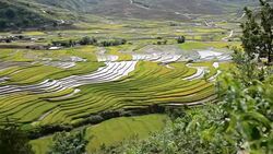 terraced rice field in Tule Village Stock Footage