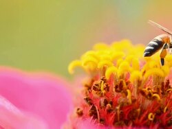 Bee in cosmos flower Stock Footage