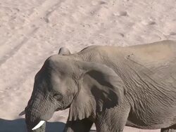 Desert Elephants (Loxodonta africana), pull out to reveal habitat, Ugab River Basin, Namibia: desert-dwelling population of African Bush Elephant though not distinct subspecies Stock Footage