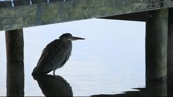 A Grey heron sheltering under a pier, Lake Windermere, Lake district, UK. Stock Footage