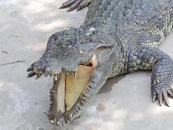 Crocodile open mouth Stock Footage
