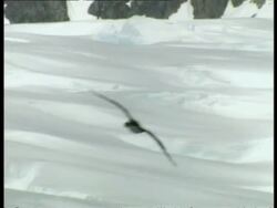 MS Imperial Shag, Phalacrocorax atriceps, flying over snowy landscape, Antarctica Stock Footage