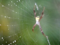 Spider Stock Footage