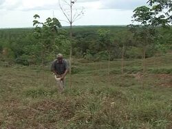 VOICED: Liberia's rubber industry bounces back, defends record News Clip