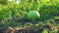 Dolly shot of a watermelon in a gentle breeze Stock Footage