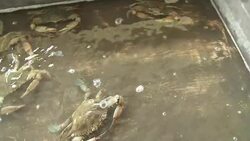 Crabs scuttle in a holding tank. Stock Footage