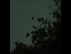 SYND 19 7 74 CATTLE THAT HAVE DIED OF ANTHRAX ARE BURNED News Clip