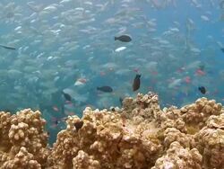 MS Woman freediving amongst large school of trevally / Sipadan, Sabah, Malaysia Stock Footage