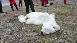 A male Polar Bear (Ursus maritimus) starved to death as a consequence of climate change. This clip shows international Polar Bear scientist, Ian Stirling explaining how the bear died. Stock Footage