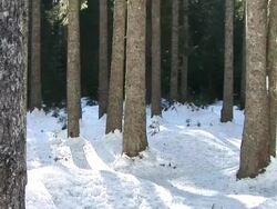 HD: Spruce stem Stock Footage