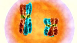 Meiosis/ The Phases Instructional Video