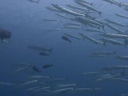 Barracuda Stock Footage