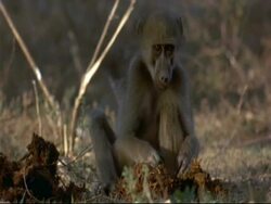 Savanna Baboon (Papio cynocephalus) - CU baboon sitting, sorting through dung for food, eating, Mana Pools, Zimbabwe Stock Footage