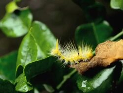 Caterpillar Stock Footage