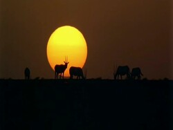 WA Arabian Oryx, Oryx leucoryx, silhouetted in front of sunset on horizon, Jiddat al Harasis desert, Oman Stock Footage