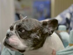Acupuncture Therapy For Dogs Attracts Dog Owners Stock Footage